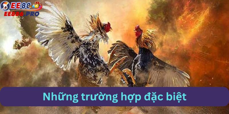 Điểm độc đáo tại đá gà cựa dao